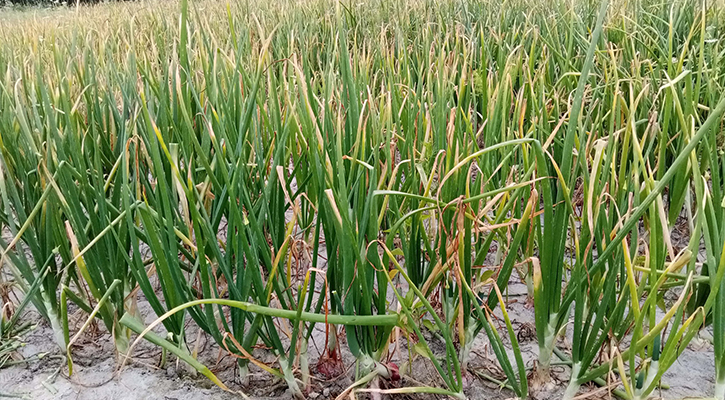 তিস্তার চরে পেঁয়াজের বাম্পার ফলনের স্বপ্ন দেখছেন কৃষকরা